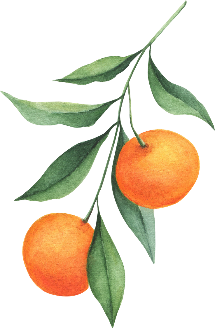 Orange watercolor illustration