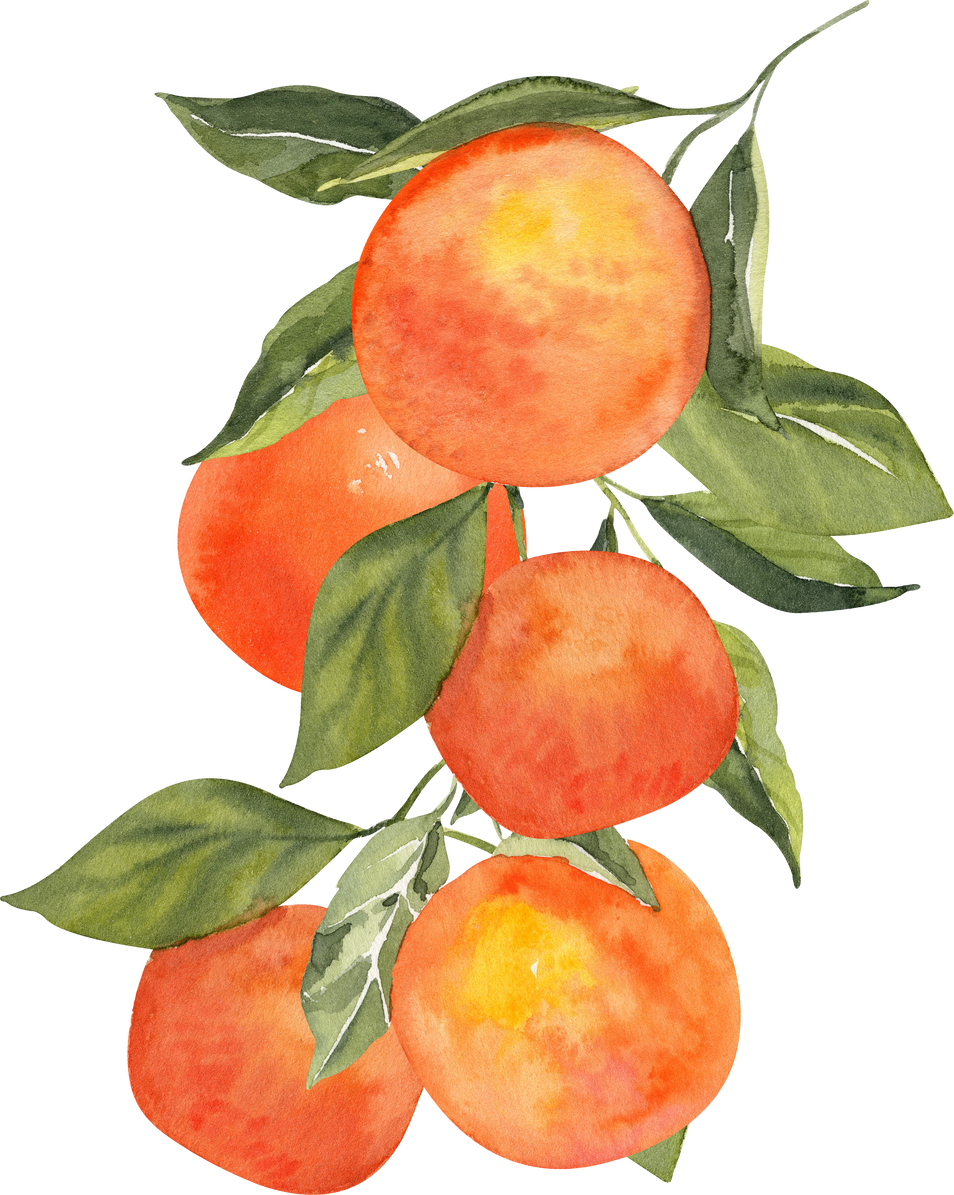 Watercolor tangerines bouquet illustration